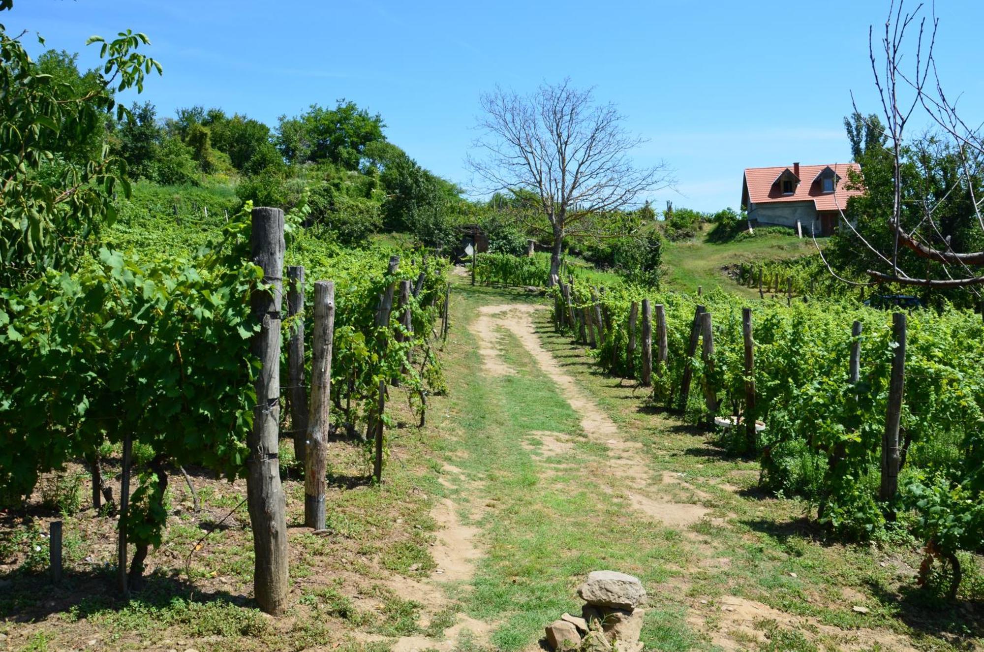 Grand Cru 3. Vendeghaz Βίλα Hegymagas Εξωτερικό φωτογραφία